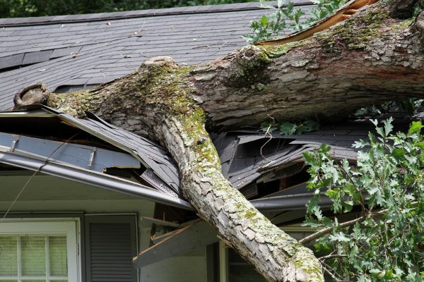 Storm Remediation in Port Orchard