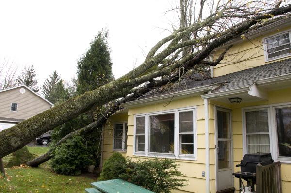 Storm Damage Mitigation in Port Orchard